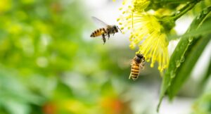 Ein Paradies für Wildbienen